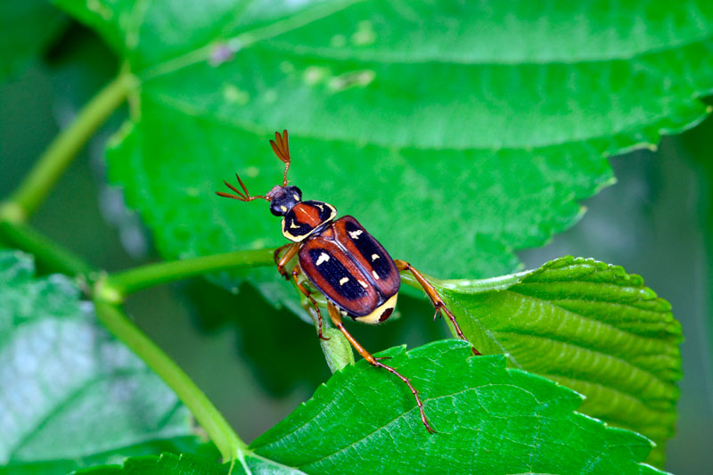 オキナワトラフハナムグリ雄