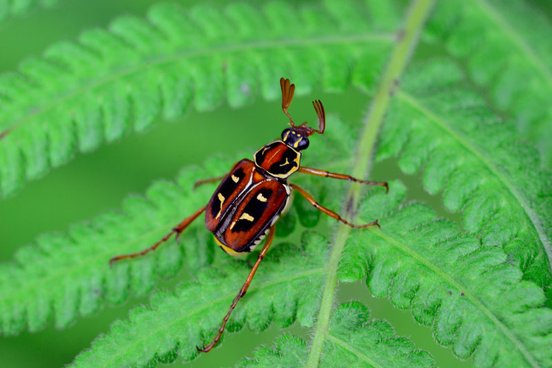 オキナワトラフハナムグリ雄