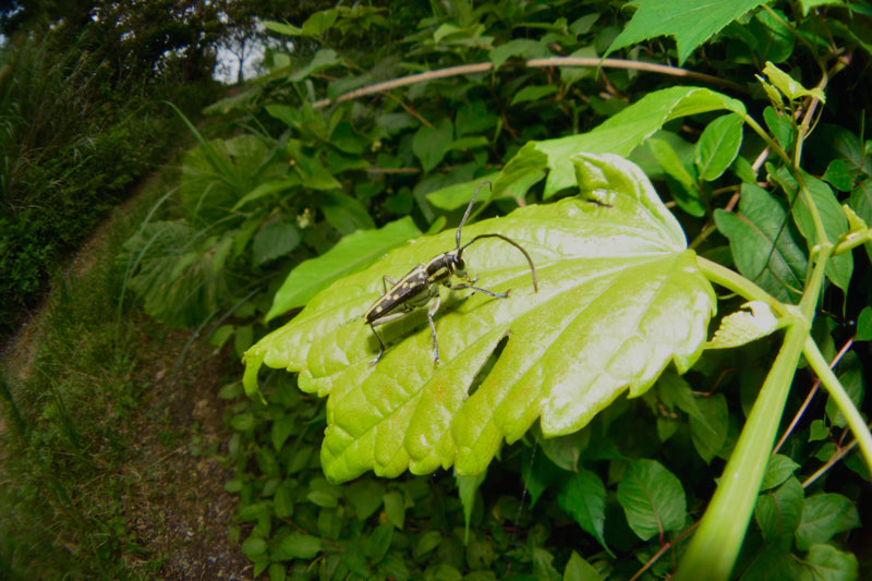 リュウキュウルリボシカミキリ