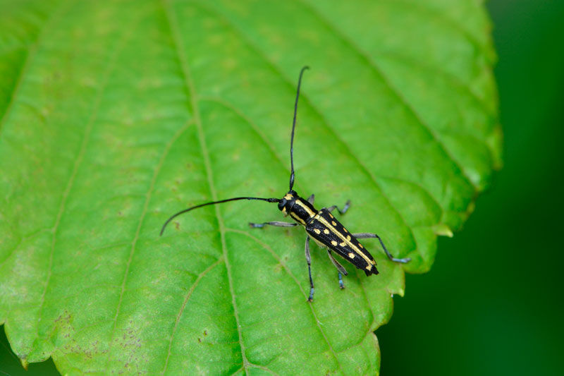 リュウキュウルリボシカミキリ