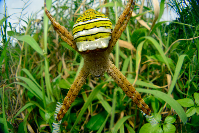 ナガマルコガネグモ雌