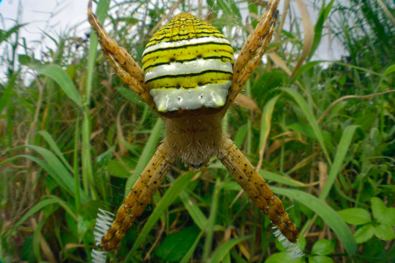 ナガマルコガネグモ雌