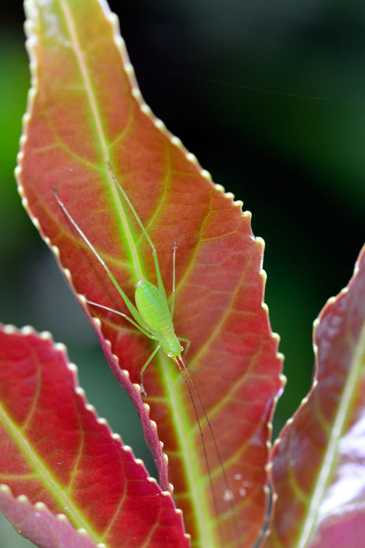 オキナワヘリグロツユムシ幼虫