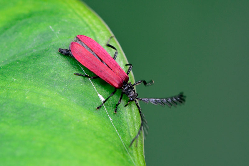 ベニボタルの一種