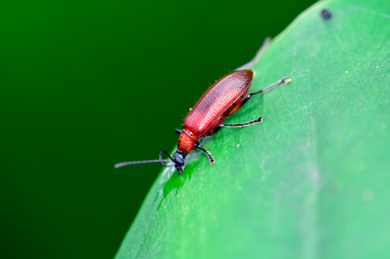 シワハムシダマシ