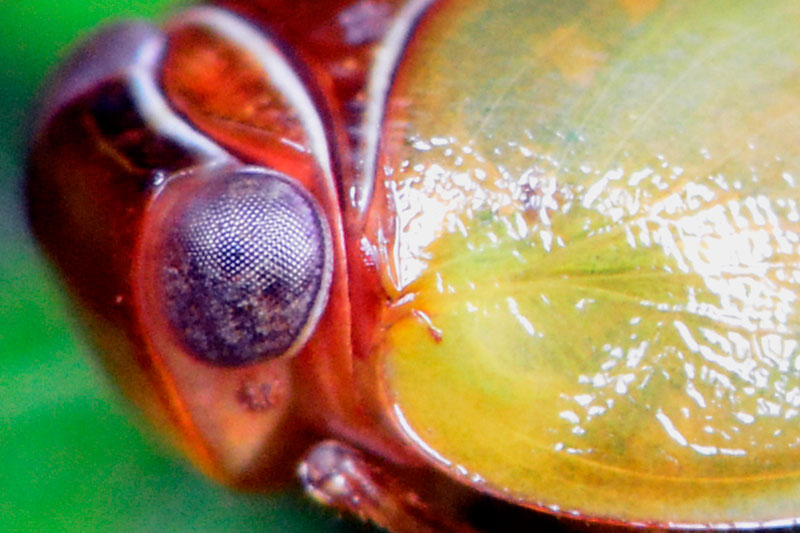 オキナワマルウンカ(ピクセル等倍）