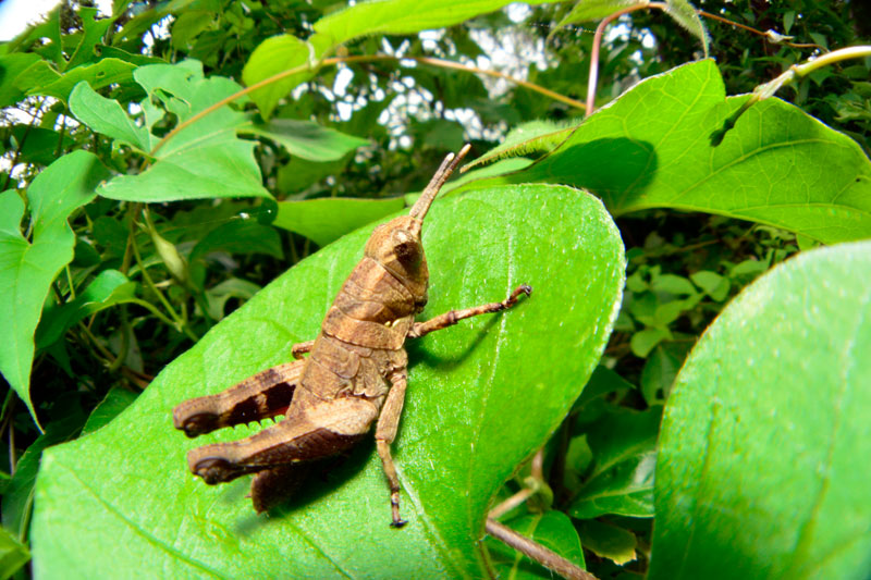 オキナワモリバッタ幼虫