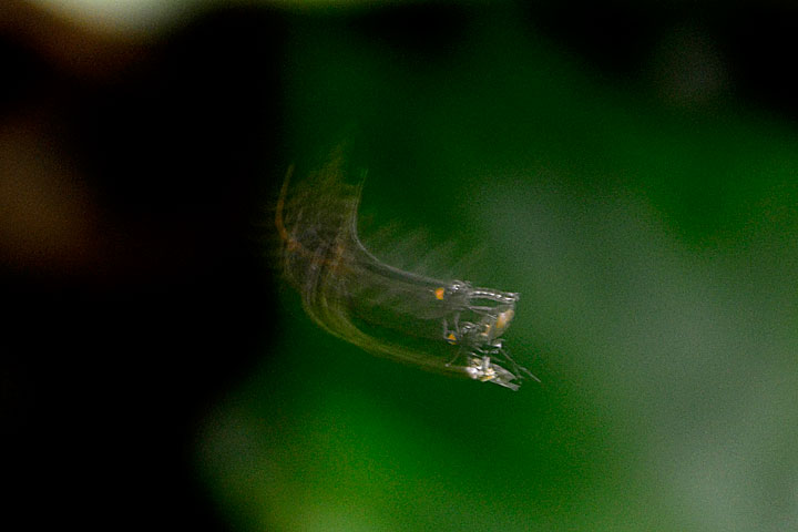 ウルマオドリバエ