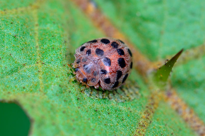 ニジュウヤホシテントウ