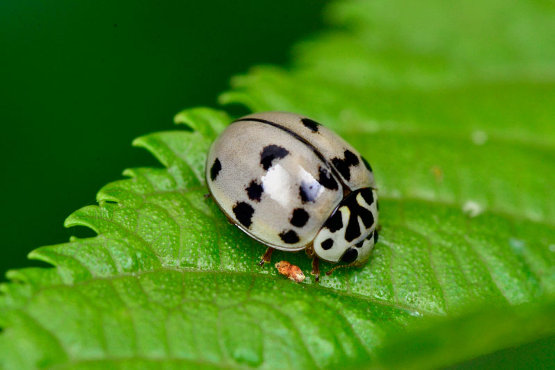 ハイイロテントウ