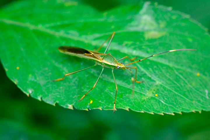 クモヘリカメムシ