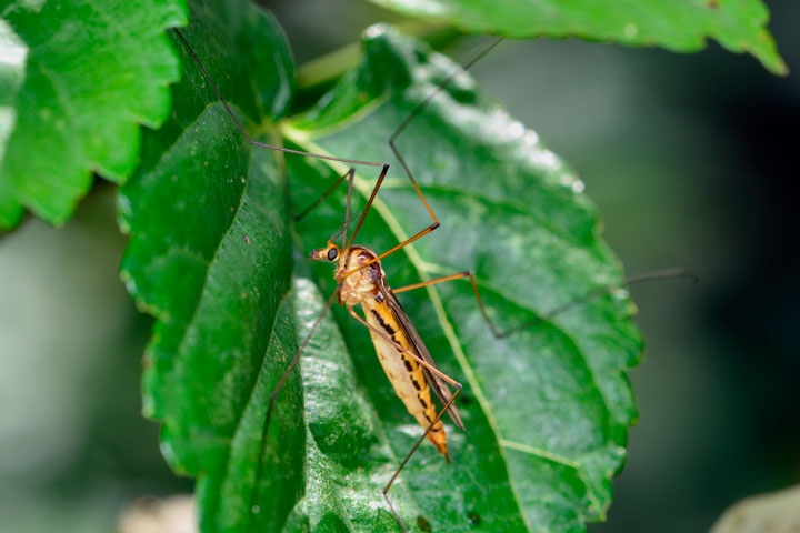 ガガンボの一種