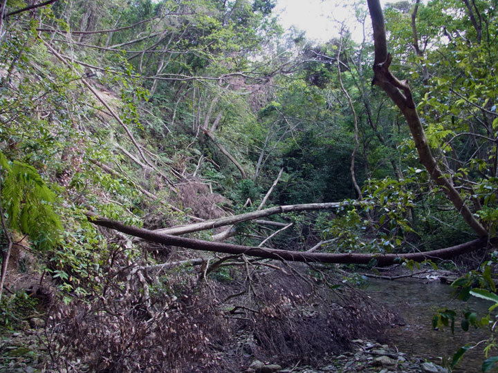 倒木に埋もれた渓流