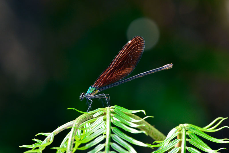 リュウキュウハグロトンボ雌