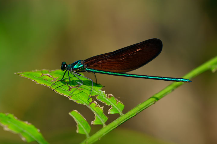 リュウキュウハグロトンボ雄