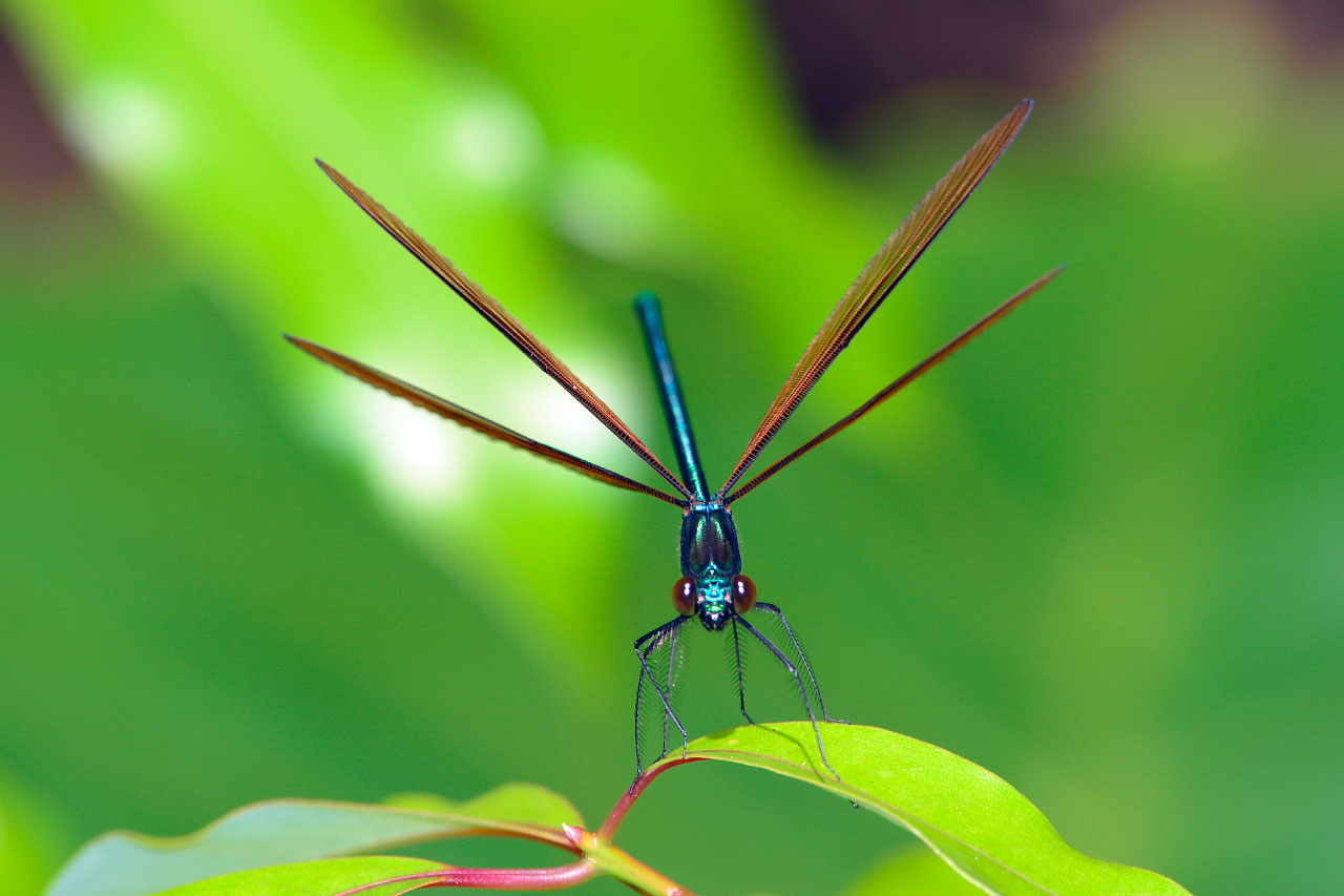 リュウキュウハグロトンボ雄（トリミング）