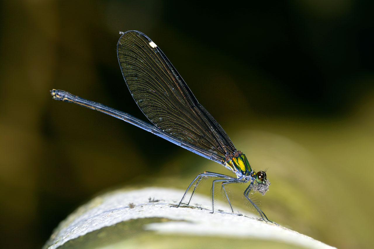 リュウキュウハグロトンボ雌