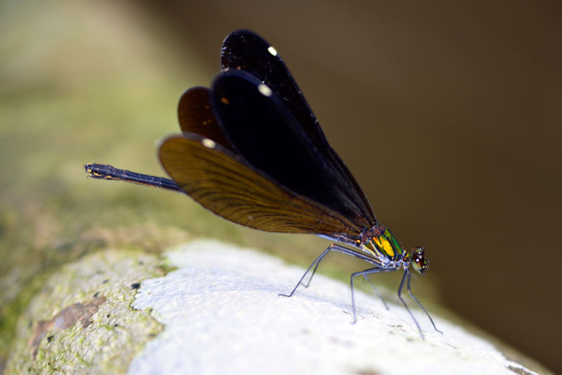 リュウキュウハグロトンボ雌