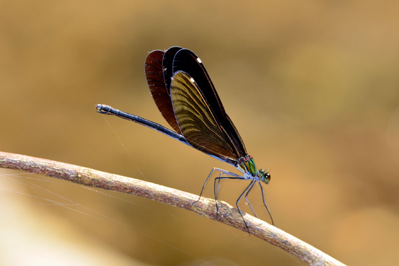 リュウキュウハグロトンボ雌