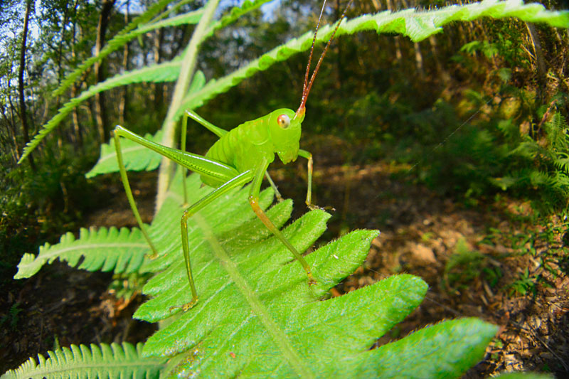 オキナワヘリグロツユムシ幼虫