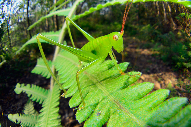 オキナワヘリグロツユムシ幼虫