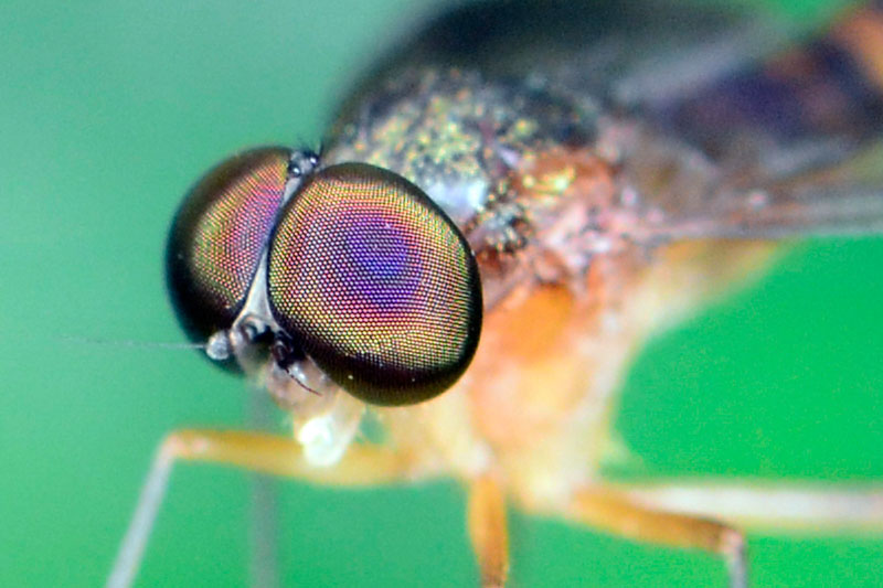 ハエの一種（ピクセル等倍）