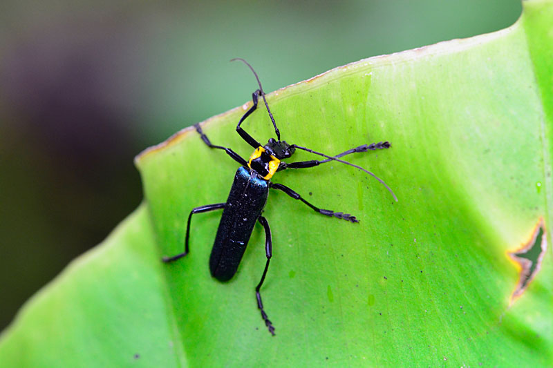 オキナワアオジョウカイ