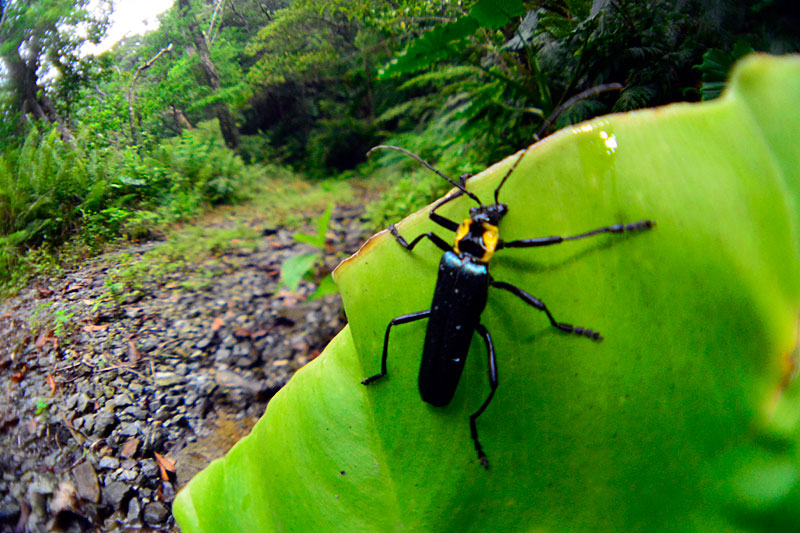 オキナワアオジョウカイ