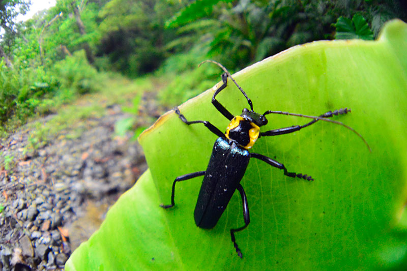 オキナワアオジョウカイ