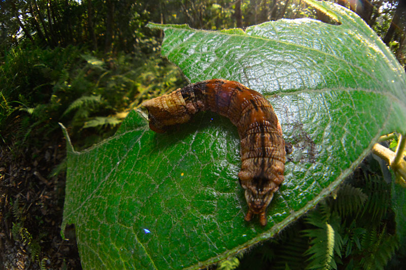 カワムラトガリバ幼虫