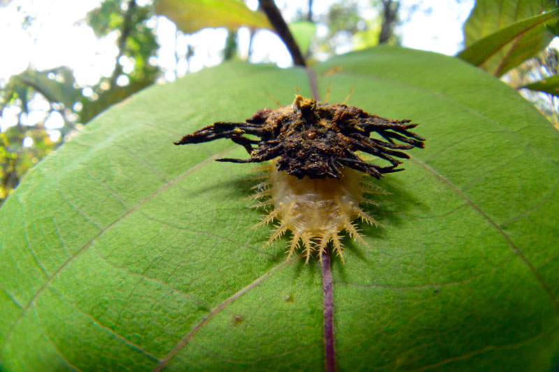 イチモンジカメノコハムシ幼虫