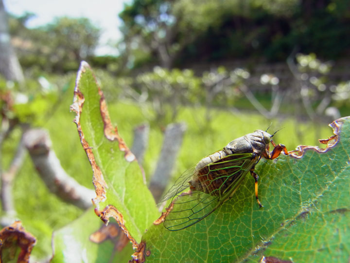 イワサキクサゼミ