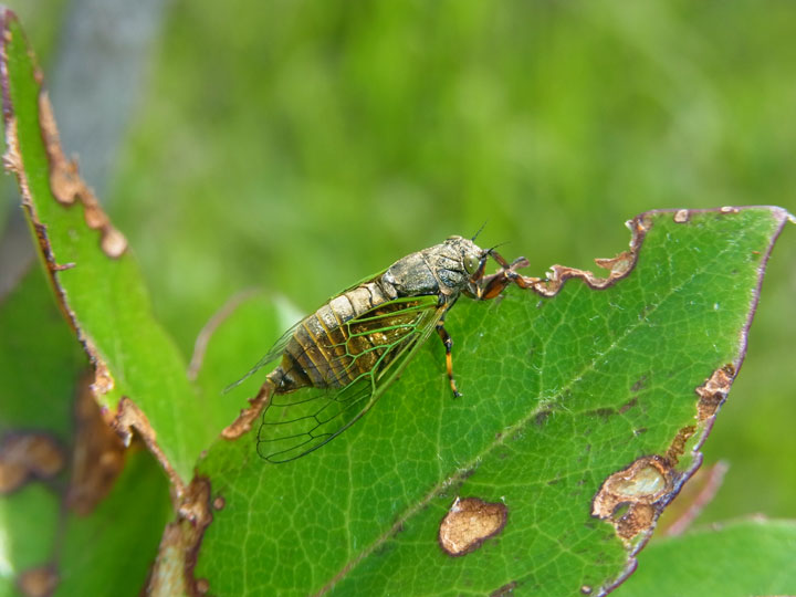 イワサキクサゼミ