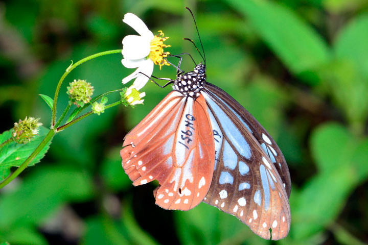 アサギマダラ（トリミング）
