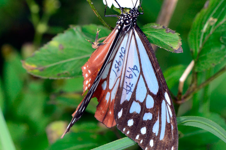 アサギマダラ（左右反転トリミング）