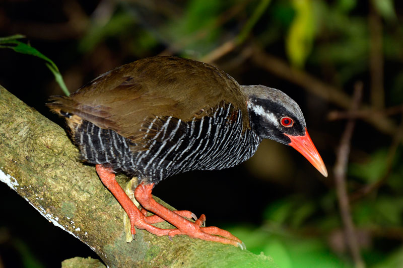 ヤンバルクイナ