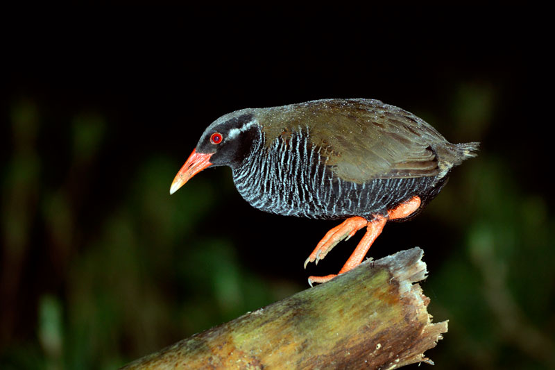 ヤンバルクイナ