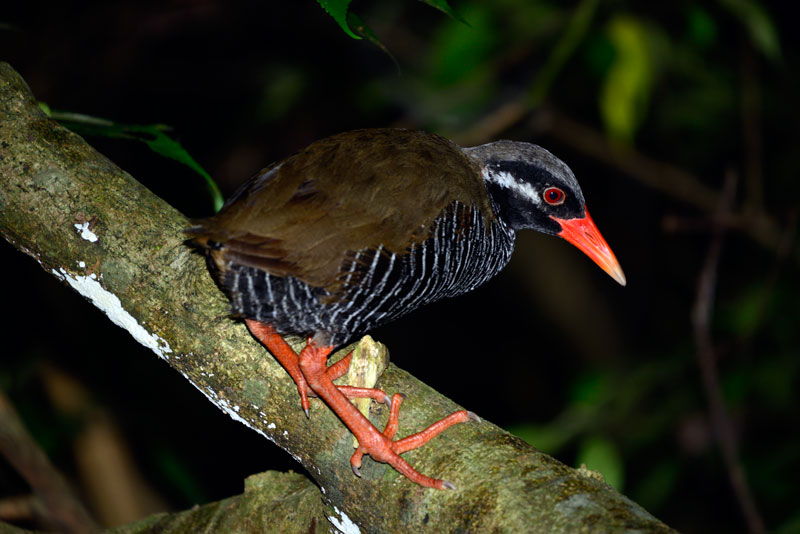 ヤンバルクイナ