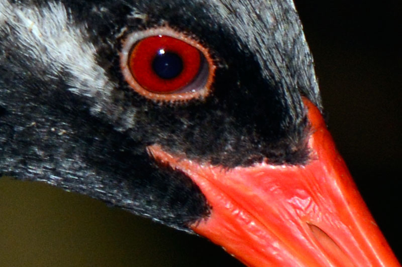 ヤンバルクイナ（ピクセル等倍）