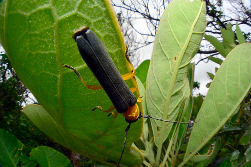 オキナワリンゴカミキリ