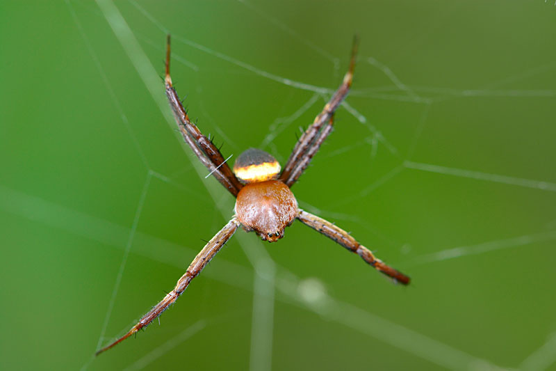 ナガマルコガネグモ雄亜成体