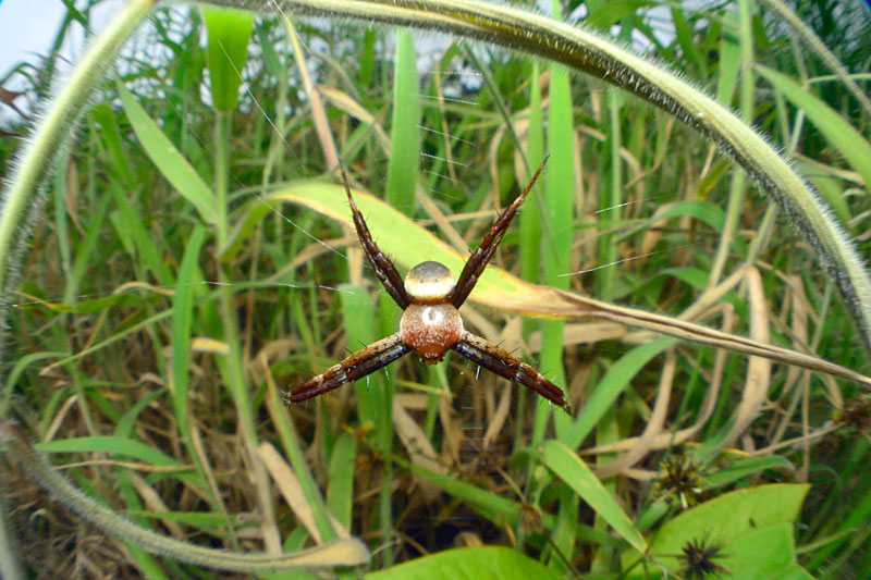 ナガマルコガネグモ雄亜成体