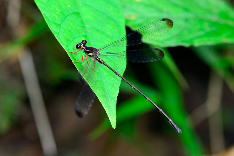 オキナワトゲオトンボ