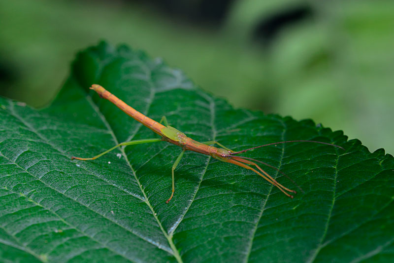 ニホントビナナフシ雄幼虫
