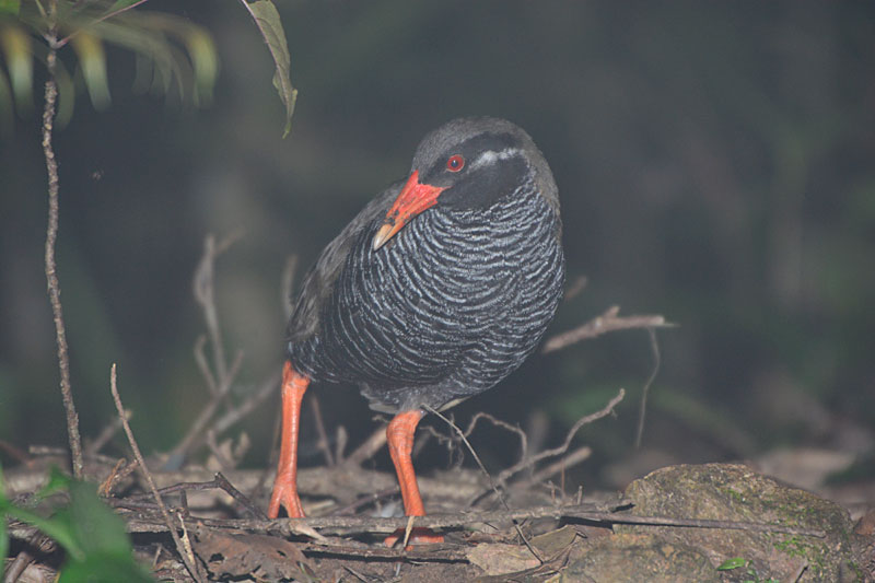ヤンバルクイナ