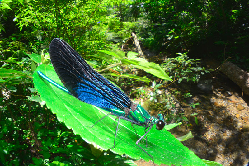 リュウキュウハグロトンボ雄