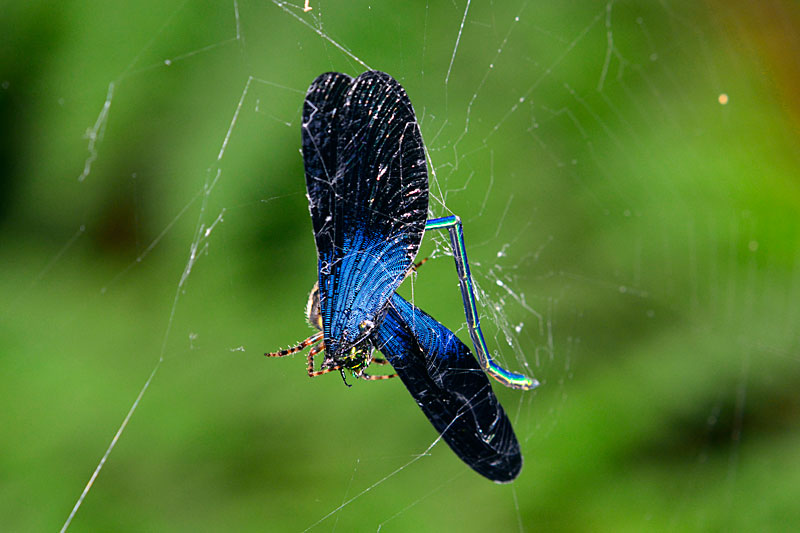 ヤマシロオニグモに捕食されるリュウキュウハグロトンボ雄