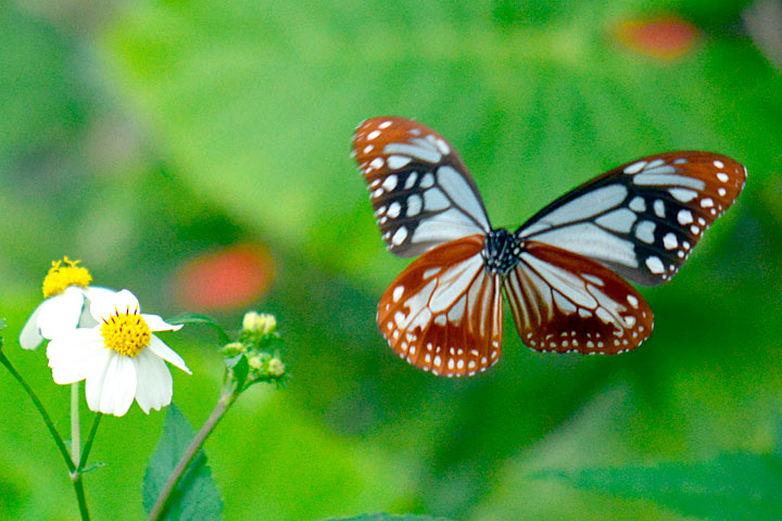 アサギマダラ（トリミング）