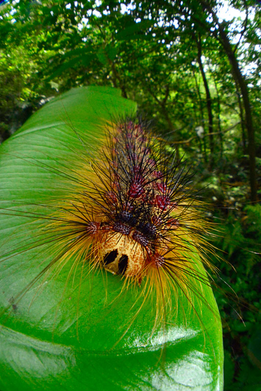 シロシタマイマイ幼虫