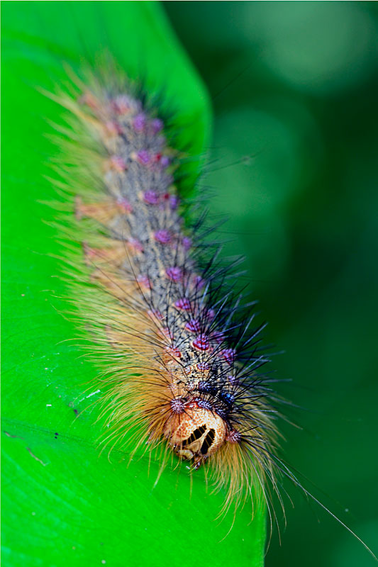 シロシタマイマイ幼虫